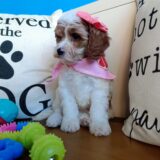 Peregrine Cavapoo 02