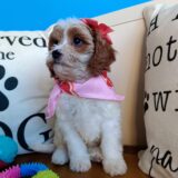 Peregrine Cavapoo 03