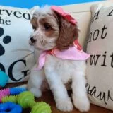 Peregrine Cavapoo 04