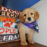 Pierse Golden Retriever 02