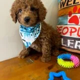 Ramsey Miniature Poodle 01