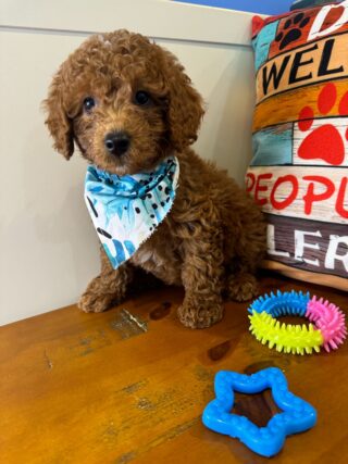 Ramsey Miniature Poodle 01