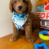 Ramsey Miniature Poodle 02