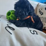 Sammy Maltipoo 02