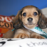 Shannon Miniature Dachshund 01