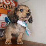 Shannon Miniature Dachshund 02