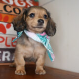 Shannon Miniature Dachshund 03