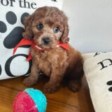 Sonnet Cavapoo 01