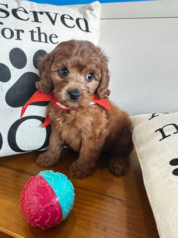 Sonnet Cavapoo 01