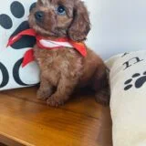 Sonnet Cavapoo 02