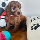 Sonnet Cavapoo 03