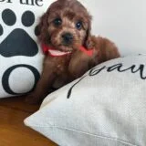 Sonnet Cavapoo 04