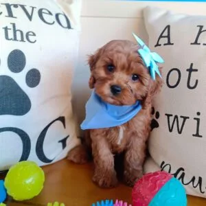 Terra Cavapoo 01