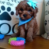 Terra Cavapoo 03