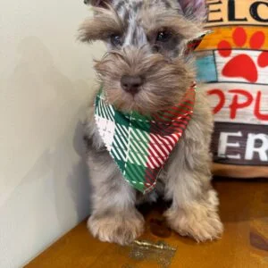 Thomas Miniature Schnauzer 01