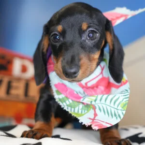 Vidalia Miniature Dachshund 01