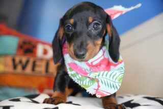 Vidalia Miniature Dachshund 01