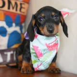 Vidalia Miniature Dachshund 02