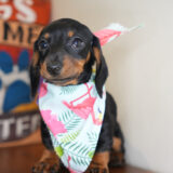 Vidalia Miniature Dachshund 03