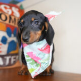 Vidalia Miniature Dachshund 04