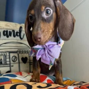 Wendy Miniature Dachshund 01