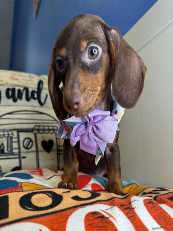 Wendy Miniature Dachshund 01