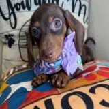 Wendy Miniature Dachshund 02