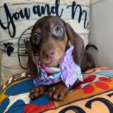 Wendy Miniature Dachshund 03