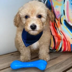 Wolfgang Toy Poodle 01