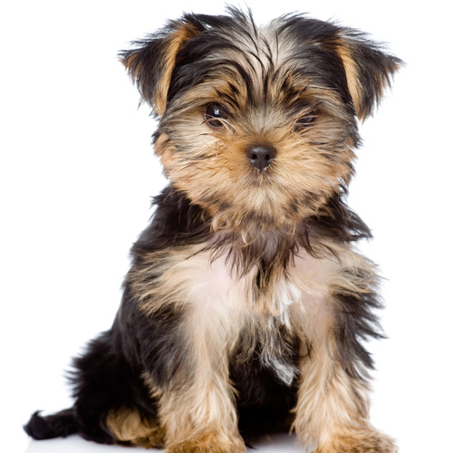 Yorkiepoo