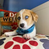 Zeller - Pembroke Welsh Corgi 04