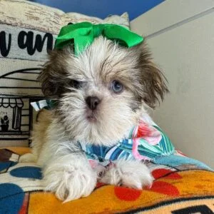 Zoe Shih Tzu 01