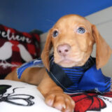 Adrian Miniature Dachshund 01