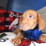 Adrian Miniature Dachshund 02