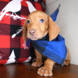 Adrian Miniature Dachshund 03