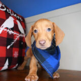 Adrian Miniature Dachshund 04