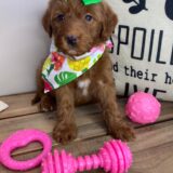 Adtha Miniature Goldendoodle 01