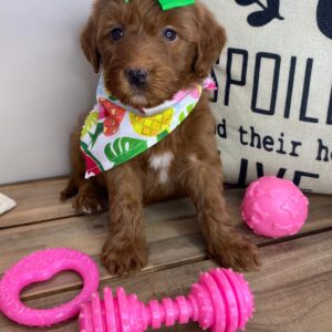 Adtha Miniature Goldendoodle 01