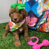 Adtha Miniature Goldendoodle 02