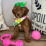 Adtha Miniature Goldendoodle 03