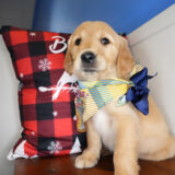 Alianna Golden Retriever 01