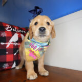 Alianna Golden Retriever 02