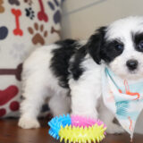 Alvie Maltipoo 04