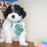 Angelo Maltipoo 03