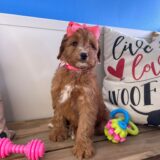 Aubree Miniature Goldendoodle 02