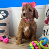 Aubree Miniature Goldendoodle 03