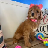 Aubree Miniature Goldendoodle 04