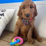 Baker Miniature Goldendoodle 01