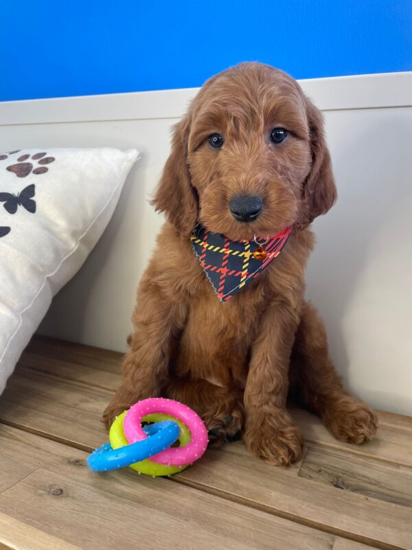 Baker Miniature Goldendoodle 01