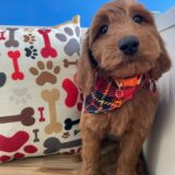 Baker Miniature Goldendoodle 02